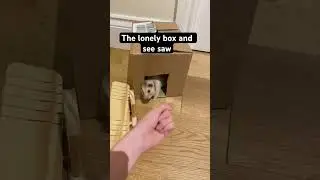 Thing in Honey's play area that makes sense #hamster #playarea