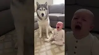 Pets Acting Like Humans Is Funnier Than You Think 😂