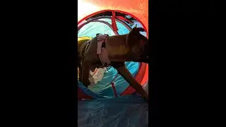 Service Dog Takes Agility Test and FAILS