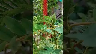 Agathi cheera in chilli jasmine terrace garden #shorts