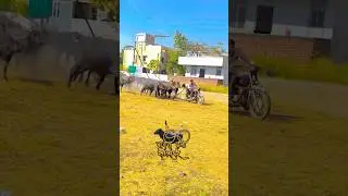 कस हाय 🐎💪🏻💯🔥 || buffalo race ||#tending #animals #sharyat #youtubeshort