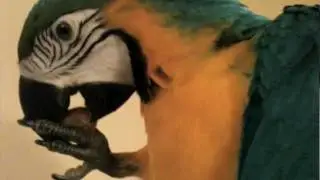 Montaz & Naomi - Baby Blue and Gold Macaw Parrot - Rainbow. Tricks, Talking, Playful