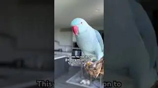 He is so cute! #indianringneck #parrotet #birds #parrots