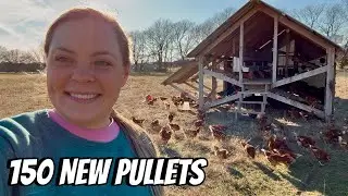Welcoming 150 New Pullets (Ameraucanas & Red Sex Links) + Baby Lamb Update