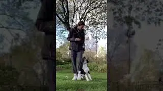 🐾 Essential Dog Care 🐕 🐶 For DOG Lovers only🐕