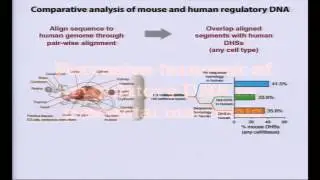 Integrative Analysis of Human and Mouse Regulomes - John Stamatoyannopoulos