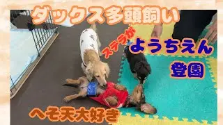 【エトワとステラ】ダックス子犬　犬のようちえんに通う　Dog kindergarten
