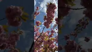 Sakura Cherry Blossom。Hamilton - Ontario - Canada 🍁🇨🇦