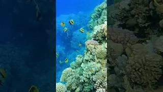 Corals reef #ElFanar #underseaworld #undersea #RedSea #rasumsid #расумсид #эльфанар #шармэльшейх