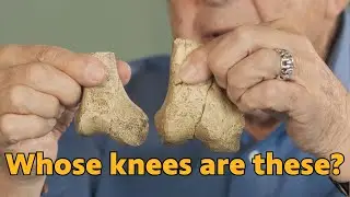 Reading the bones: What can we tell about age or sex from fossils like Lucy? | Lucy's Lasting Legacy