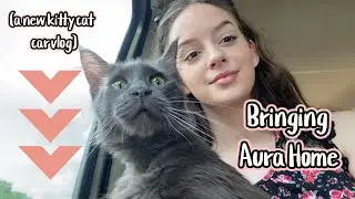Аура дома! Папин кот породы мейн-кун | (новый видеоблог о кошачьей машине)