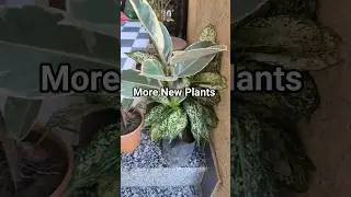 New Plants Close-Up | Part 2 #plants  #garden #gardening