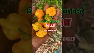 Scotch Bonnet Pepper Benefits