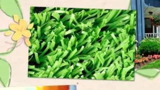 Precision Lawn Maintenance - (706) 381-6016