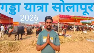 सोलापूर गड्डा यात्रा | solapur gadda Yatra | गड्डा यात्रा सोलापूर | solapur bail bazar 🐂| Bail Bazar