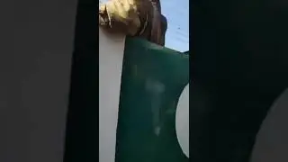 pakistani people shouting pro pakistani slogans