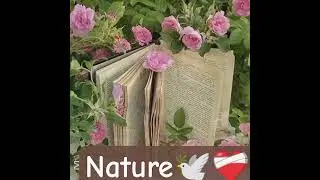 nature....🕊️ #shorts #naturelovers #youtubeshorts