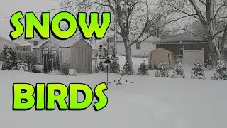 Winter Storm 2022: How Birds React to the Snow