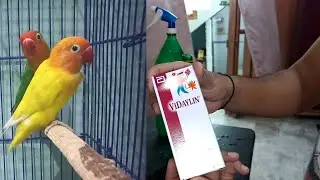 Vidaylin syrup for my bird's vitamin A+B&D course before breeding season...\ Aftab Ahmed Vlog