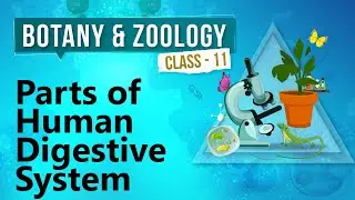 Parts of Human Digestive System - Human Digestive System - Biology Class 11