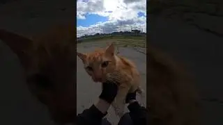 orange and white cat was rescued from danger #rescue #viral #fyp #cat