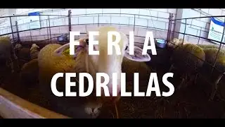 Feria de Cedrillas | Teruel | CarlosIzq06