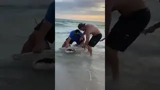 Huge Hammerhead shark on shore at Panama City Beach