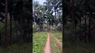 Nature Walk through Giant Palm Trees #palmtree #walk #shorts