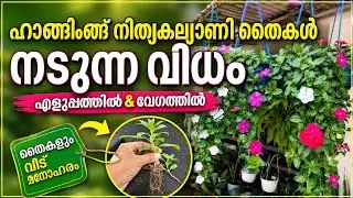 ഹാങിംഗ് വിങ്കാ / നിത്യകല്യാണി തൈകൾ നടുന്ന രീതി | Hanging vinca plant potting method