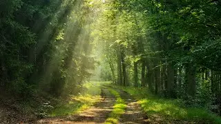 Relaxing Fantasy Forest Music for Writing - Forest Path ★517