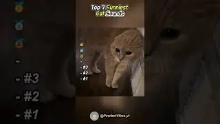 Cat Sounds #funnycatvideos #kitten