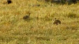 Codorna-amarela: Camufladas no Capim! Canto! Entardecer no campo! (Nothura maculosa) Spotted Nothura