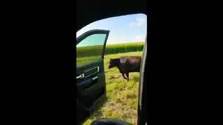 Funny!! Cow perform KiKi challenge