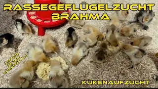 Kükenaufzucht / Die Brahma - Küken ziehen in den Kükenstall / Rassegeflügelzucht #brahma #chicken