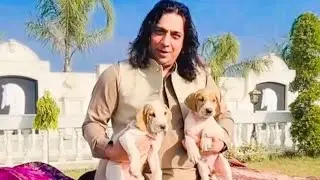 Bully dogs lover frindly get together ❤️ #bullykutta #bullydogs #viralvideos #pakistanibullydogs 