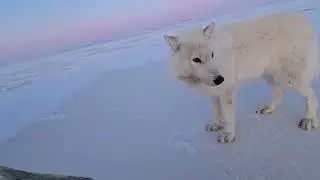 Ellesmere Island Arctic Wolf Photography Expedition April 2025 - by Ausuittuq Adventures