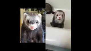 They Don't Care About Us #ripmichaeljackson #ferret #pets #animals 
