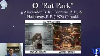 Rat Park - como abolir v&iacute;cios