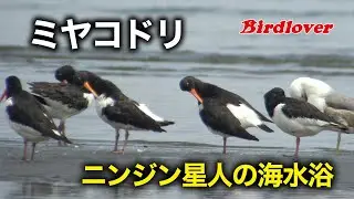 ミヤコドリの海水浴 / Eurasian Oystercatcher