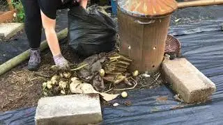 How to dispose of blight infested plants | Vlog #11