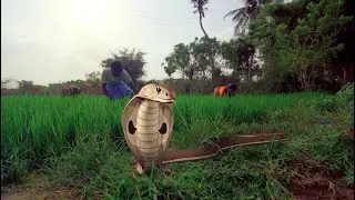 Snakebite Prevention India Tamil Version (Large File Size)