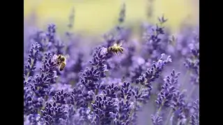 how bees see the world?