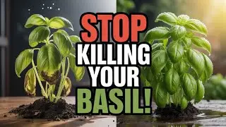I Resurrected My 3-Year-Old Basil Plant | Basil care