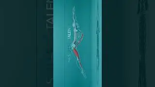 Which muscles fire up during dolphin kicks