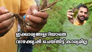 ഇതൊന്നുമറിയാതെ വാഴകൃഷി ചെയ്യരുത്