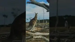 🦘 &ldquo;Australia Where Adventure Meets Wildlife!&rdquo;