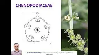 CHENOPODIACEAE