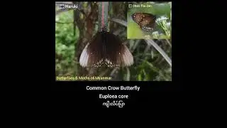 Butterflies & Moths of Myanmar (Nymphalidae Family Part 2)