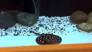 Black diamond sting ray in Bangladesh