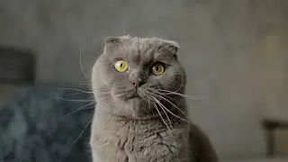 Why do cats love to climb high places?Why do cats have such excellent night vision?
